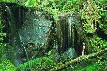 Rainforest Waterfall